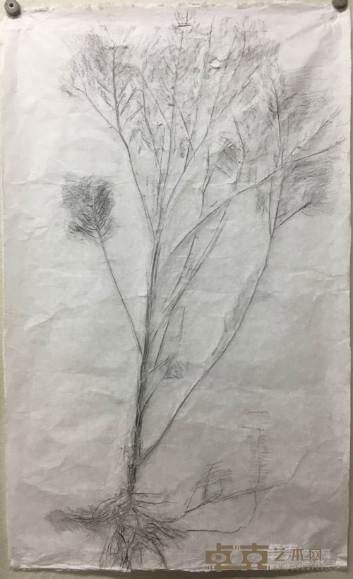《植物志系列》57x76cm纸本铅笔2017陳平